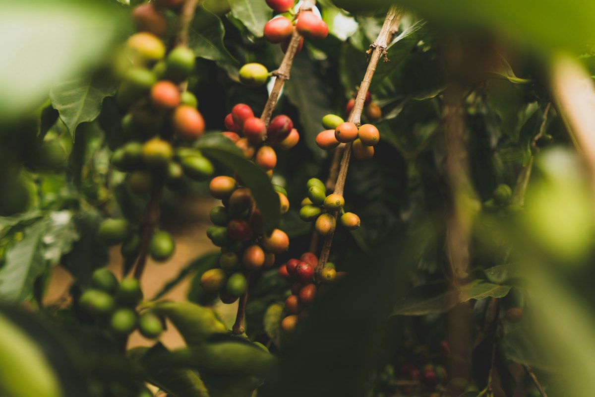Ripe red and green coffee cherries on the branch at a washed-process farm